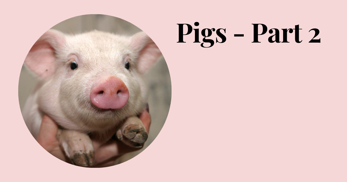 Pigs
